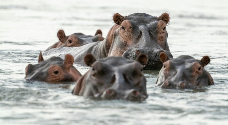 Lake Naivasha