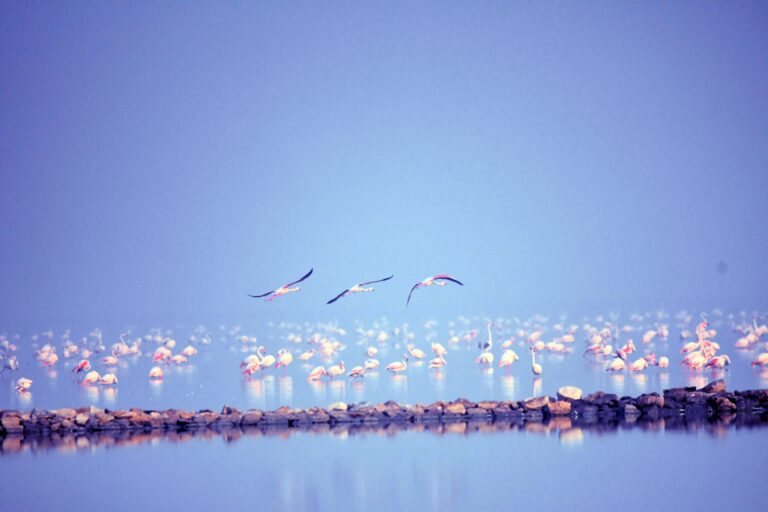 Lake Nakuru