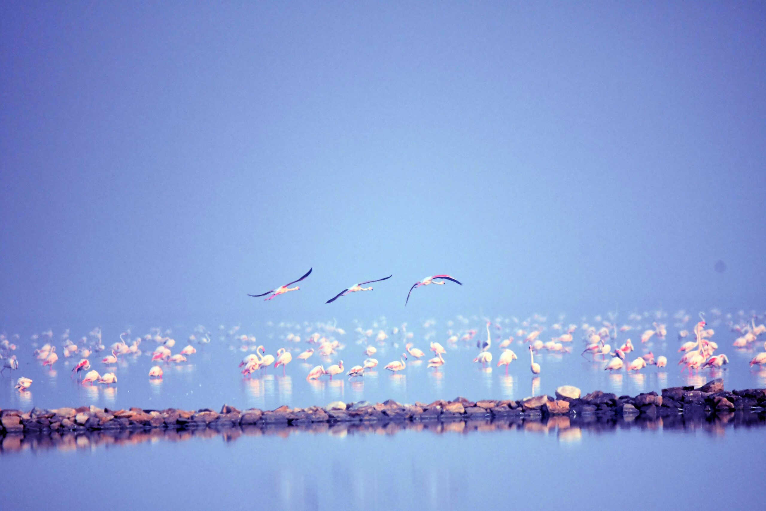 Lake Nakuru